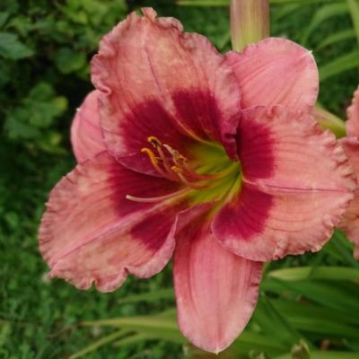 Лилейник Беррилише (в горшке 1л) Лилейник Беррилише (в горшке 1л) фото