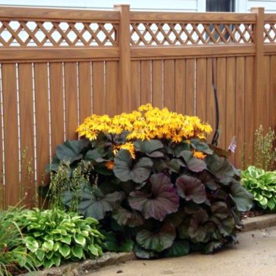 Бузульник Брит Мари Кроуфорд - Dolina-Sad.Ru