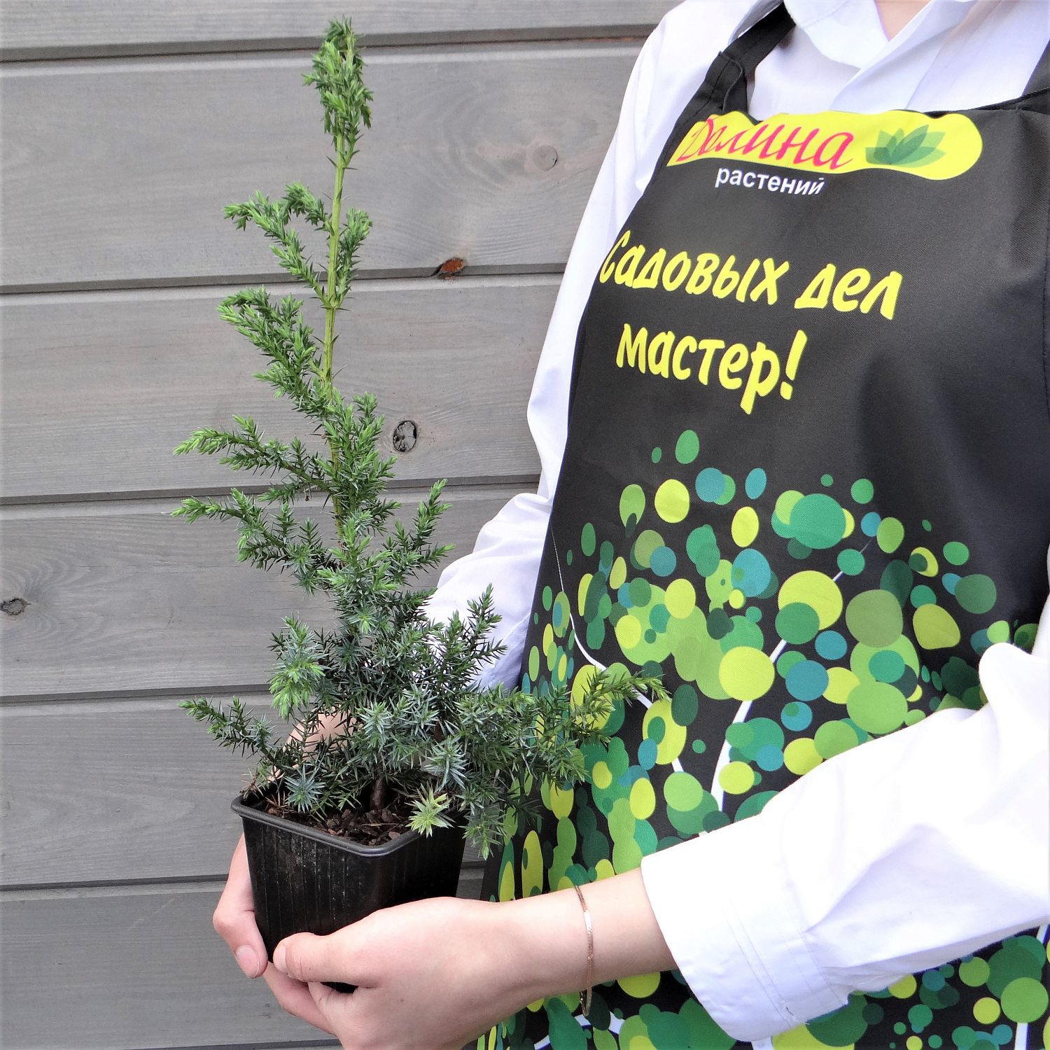 Можжевельник китайский Блю Альпс Можжевельник китайский Блю Альпс фото