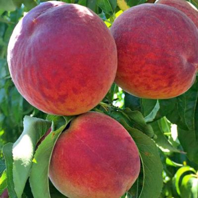 Персик Кардинал Персик Кардинал - Dolina-Sad.Ru