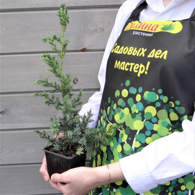 Можжевельник китайский Блю Альпс Можжевельник китайский Блю Альпс фото