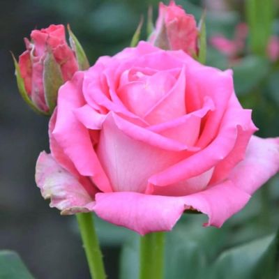 Роза Топаз в горшке - Dolina-Sad.Ru