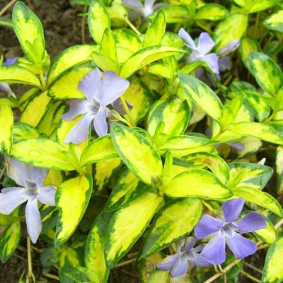 Витекс малый Ауреовариегата Витекс малый Ауреовариегата - Dolina-Sad.Ru