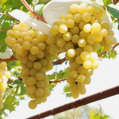 Виноград Мускат Италия Виноград Мускат Италия - Dolina-Sad.Ru
