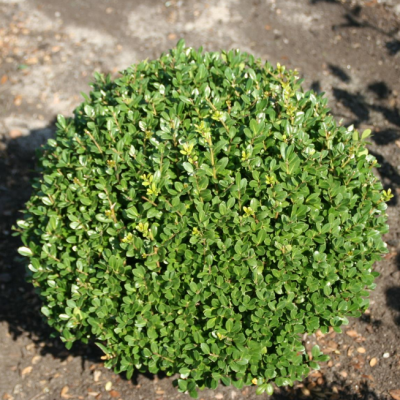 Падуб городчатый Каролина Апрайт Падуб городчатый Каролина Апрайт фото