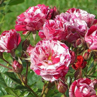 Роза Хайм Сатин в горшке - Dolina-Sad.Ru