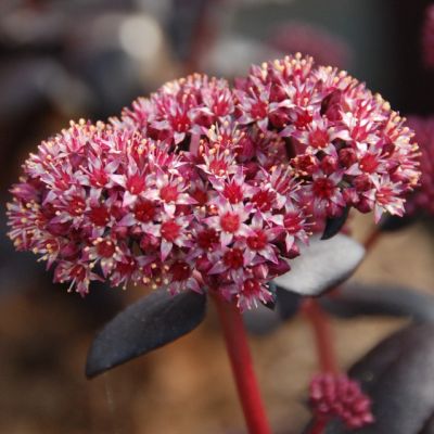 Седум Рок Стар , С1,5 Седум Рок Стар , С1,5 фото