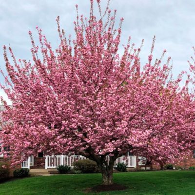 Сакура мелкопильчатая Канзан Сакура мелкопильчатая Канзан - Dolina-Sad.Ru