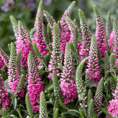 Вероника колосистая Хайдекинд Вероника колосистая Хайдекинд фото