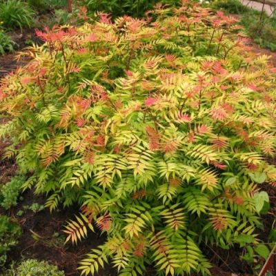 Рябинник рябинолистный Сэм, С3 - Dolina-Sad.Ru