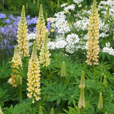 Люпин Кронлеучтер Люпин Кронлеучтер - Dolina-Sad.Ru