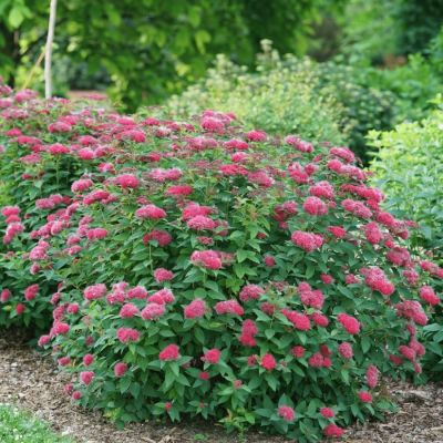 Спирея японская Фробелии, С1 Спирея японская Фробелии, С1 - Dolina-Sad.Ru