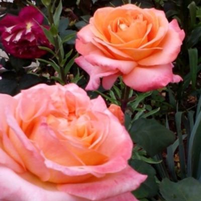 Роза Сюзанна Роза Сюзанна - Dolina-Sad.Ru