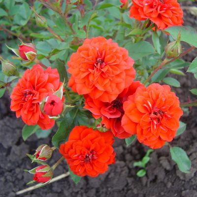 Роза Оранж Мини фото