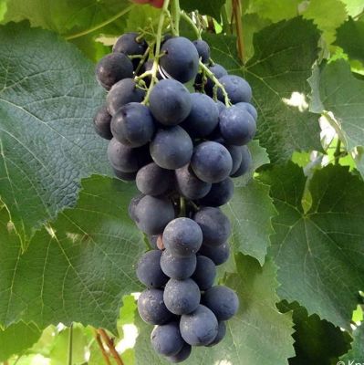 Виноград Страшенский - Dolina-Sad.Ru