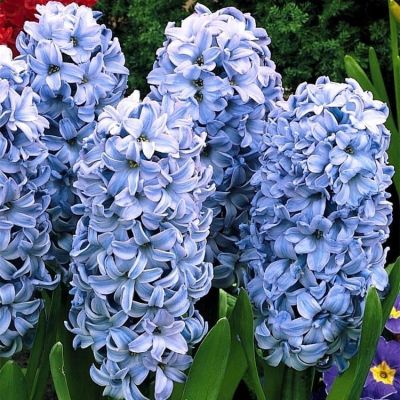 Гиацинт Делфт Блю Гиацинт Делфт Блю фото