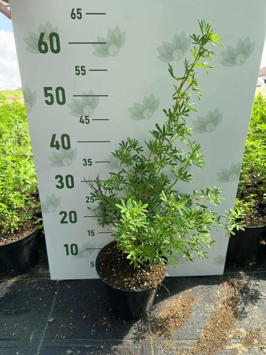 Лапчатка кустарниковая, С3 - Dolina-Sad.Ru