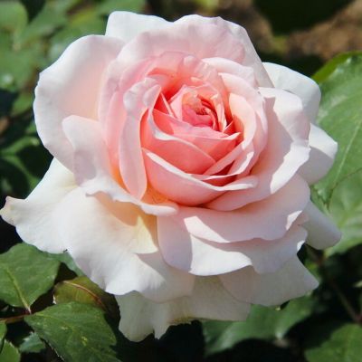 Роза Анна Роза Анна - Dolina-Sad.Ru