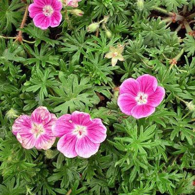 Герань кроваво-красная Эльке Герань кроваво-красная Эльке - Dolina-Sad.Ru