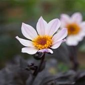 Георгина Принцесс Георгина Принцесс - Dolina-Sad.Ru