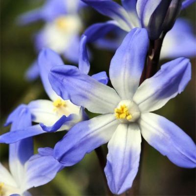 Хионодокса Люцилии Хионодокса Люцилии фото