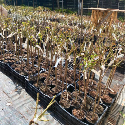 Роза штамбовая Ингрид Бергманн Роза штамбовая Ингрид Бергманн фото