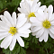 Анемона Бланда Уайт Сплендор фото