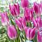 Тюльпан Роял Тен Тюльпан Роял Тен фото