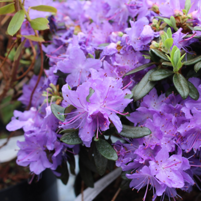 Рододендрон Фрост Хекс фото