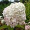 Гортензия метельчатая Бобо, С3 Гортензия метельчатая Бобо, С3 - Dolina-Sad.Ru