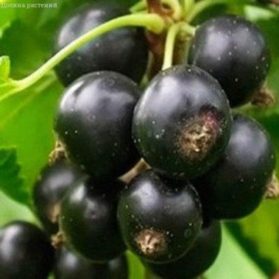 Смородина Память Вавилова, C3 (2 года) Смородина Память Вавилова, C3 (2 года) - Dolina-Sad.Ru