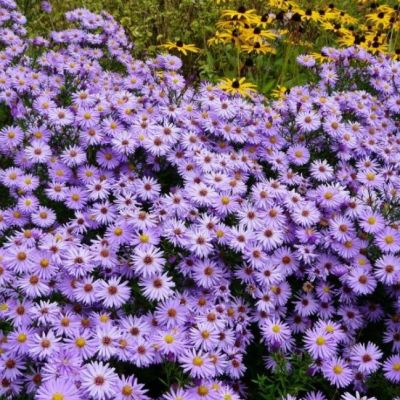Астра кустарниковая Профессор Киппенберг , C2 Астра кустарниковая Профессор Киппенберг , C2 фото