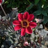 Георгина Ромео Георгина Ромео - Dolina-Sad.Ru