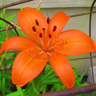 Лилия Оранж Пикси Лилия Оранж Пикси фото