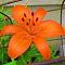 Лилия Оранж Пикси Лилия Оранж Пикси фото