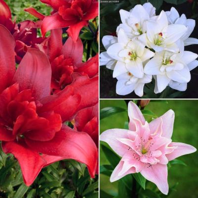 Набор махровых лилий Мелодия Набор махровых лилий Мелодия - Dolina-Sad.Ru