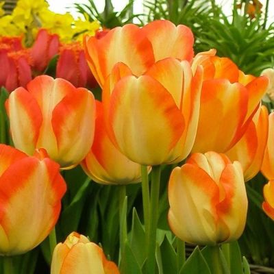 Тюльпан Америка Дрим Тюльпан Америка Дрим фото