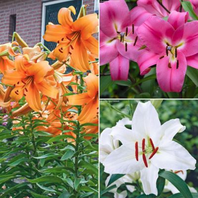 Комплект лилий ОТ-гибриды Комплект лилий ОТ-гибриды - Dolina-Sad.Ru