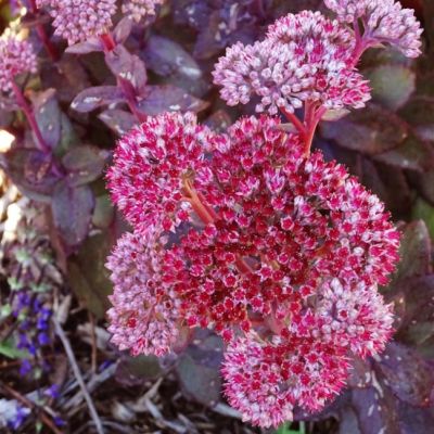 Седум Рок Стар , С1,5 Седум Рок Стар , С1,5 фото