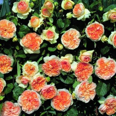 Роза Априкот Скай Роза Априкот Скай - Dolina-Sad.Ru