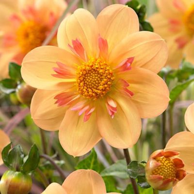 Георгина Келси Энни Джой Георгина Келси Энни Джой фото