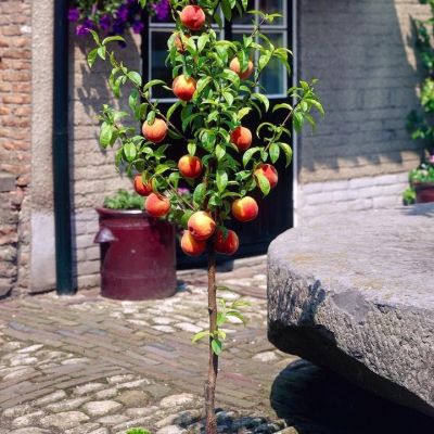 Персик колоновидный Штайнберг Персик колоновидный Штайнберг - Dolina-Sad.Ru