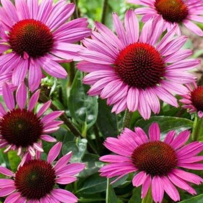 Эхинацея пурпурная Перпл фото