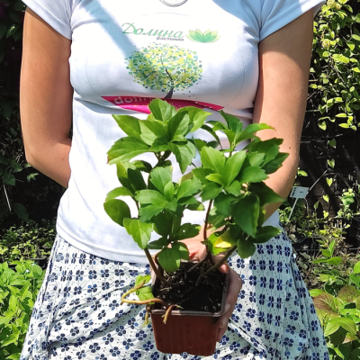 Пахизандра верхушечная Грин Шин Пахизандра верхушечная Грин Шин - Dolina-Sad.Ru