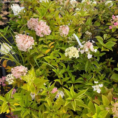 Гортензия микс С2-С5 Гортензия микс С2-С5 - Dolina-Sad.Ru