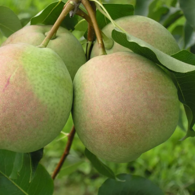 Груша Россошанская/Осенняя Груша Россошанская/Осенняя фото