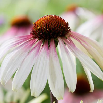 Эхинацея Претти Парасол Эхинацея Претти Парасол - Dolina-Sad.Ru