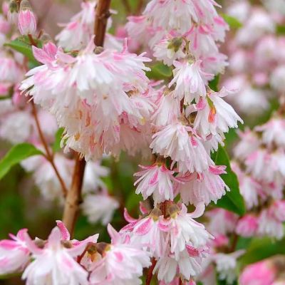 Дейция шершавая Розеа Плена Дейция шершавая Розеа Плена фото