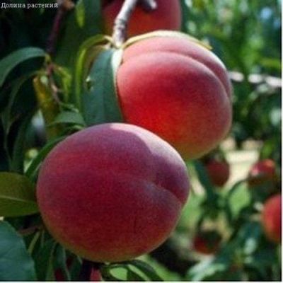 Персик Киевский Ранний Персик Киевский Ранний фото