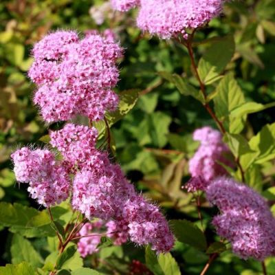 Спирея Оденсала С1,5 Спирея Оденсала С1,5 - Dolina-Sad.Ru